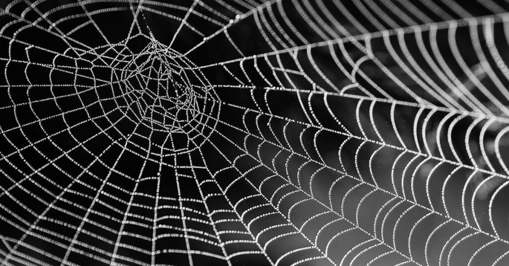 Close-up of a dewy spider web showcasing intricate patterns in a black and white photograph.