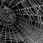 Close-up of a dewy spider web showcasing intricate patterns in a black and white photograph.